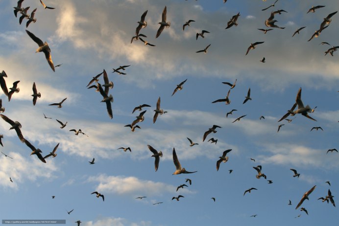 Фотографирование птиц