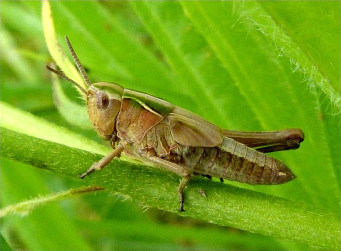Amblytropidia mysteca