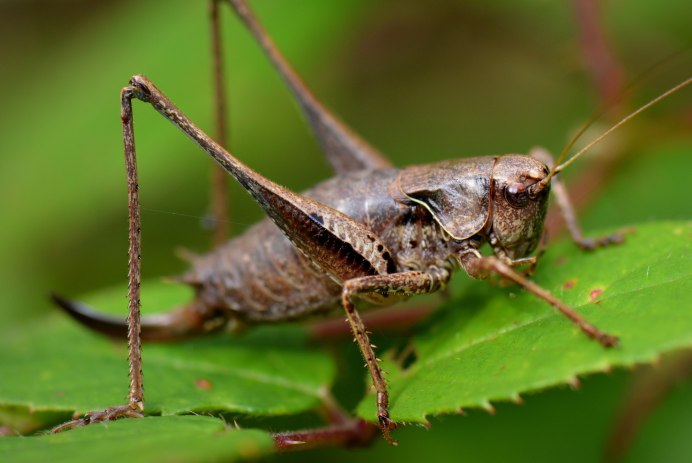 Modicogryllus frontalis сверчок