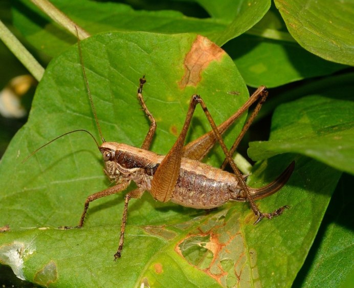 Decticus verrucivorus