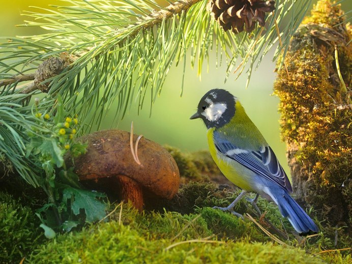 Garrulus lanceolatus гималайская Сойка