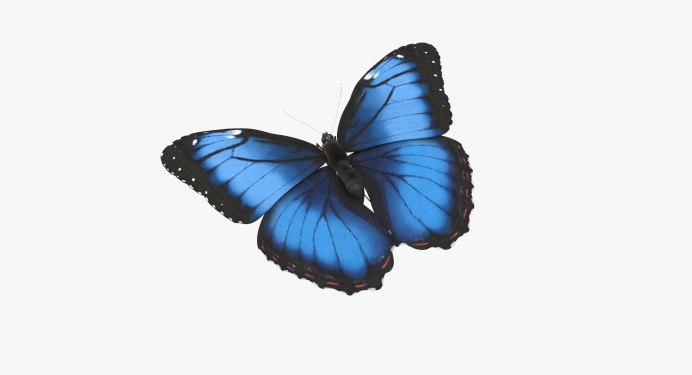 Morpho Menelaus бабочка