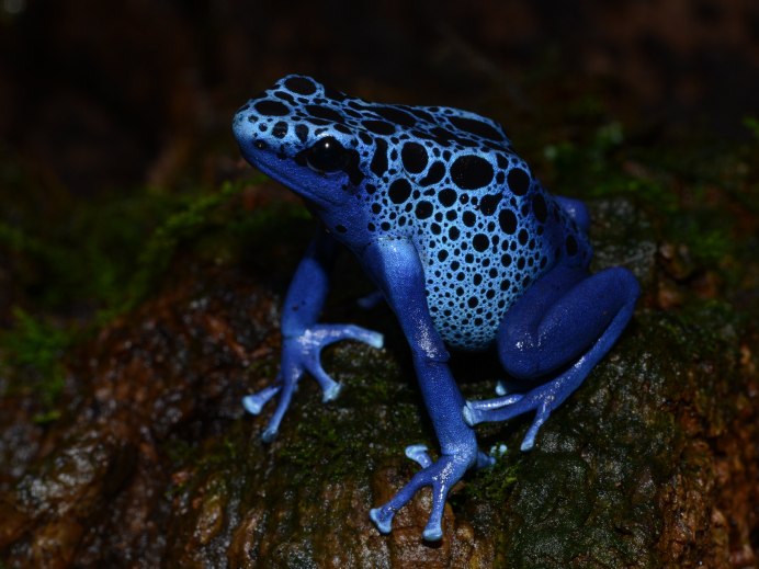 Голубой древолаз (dendrobates Azureus)