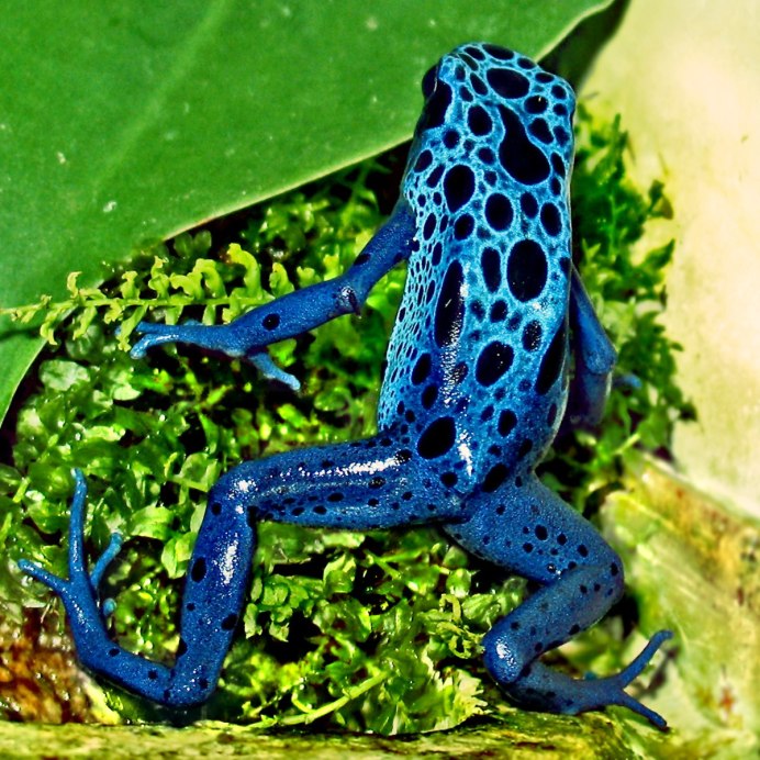 Голубой древолаз (dendrobates Azureus)