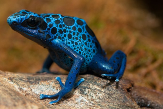 Голубой древолаз (dendrobates Azureus)
