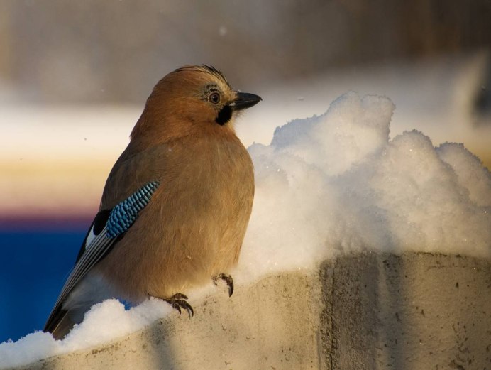 Сойка обыкновенная garrulus glandarius