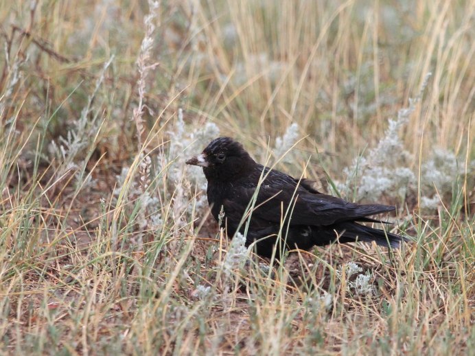 Turdus plumbeus