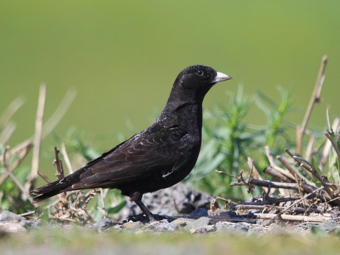 Жаворонок черный (Melanocorypha yeltoniensis)