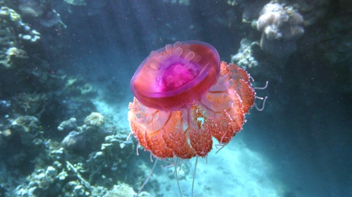 Медуза атолла (Atolla Jellyfish)