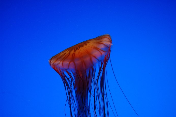 Медуза Chrysaora Achlyos