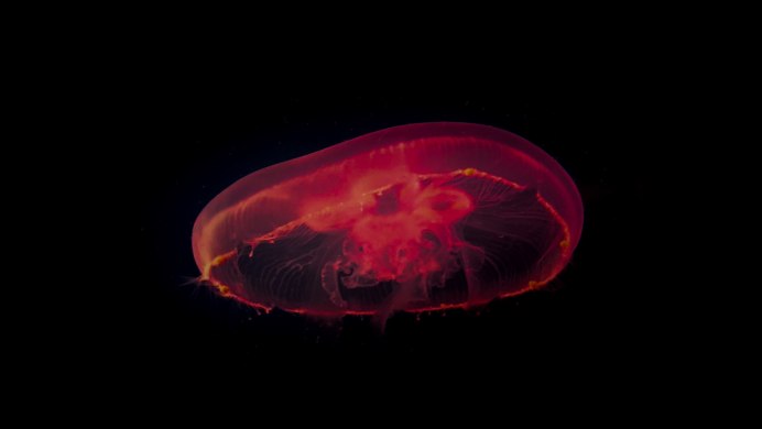 Atolla wyvillei