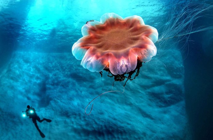 Медузы красного моря