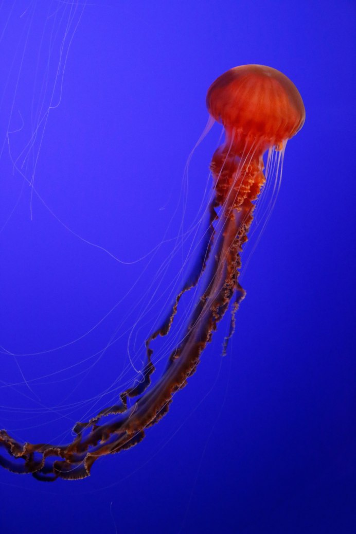 Chrysaora Achlyos