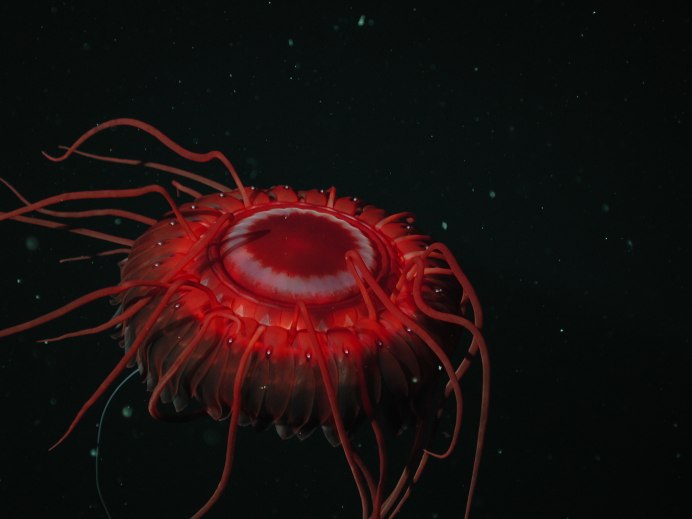 Медуза Chrysaora Achlyos
