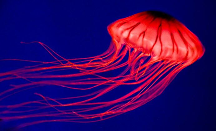 Atolla wyvillei