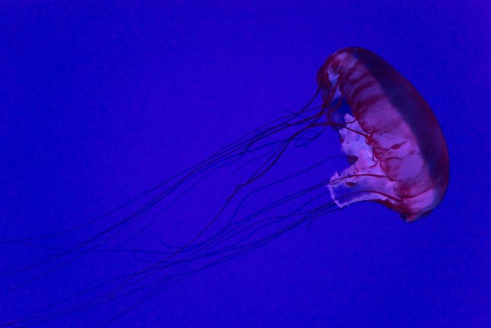 Медузы красного моря