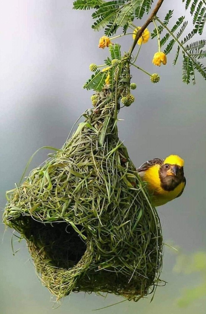 Птичка Ткачик гнездо
