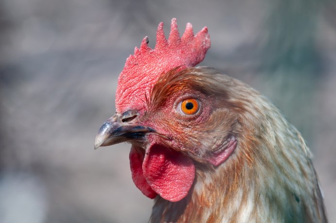 Hen и Chicken разница