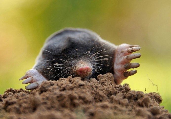Сумчатый Крот (Notoryctes Typhlops)