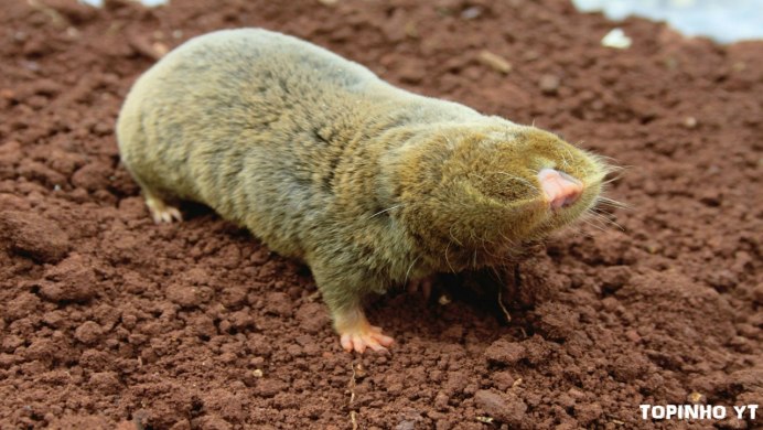 Обыкновенный слепыш (Spalax microphthalmus)