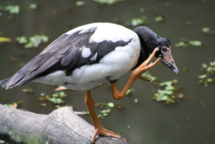 Полулапчатые гуси Anseranatidae