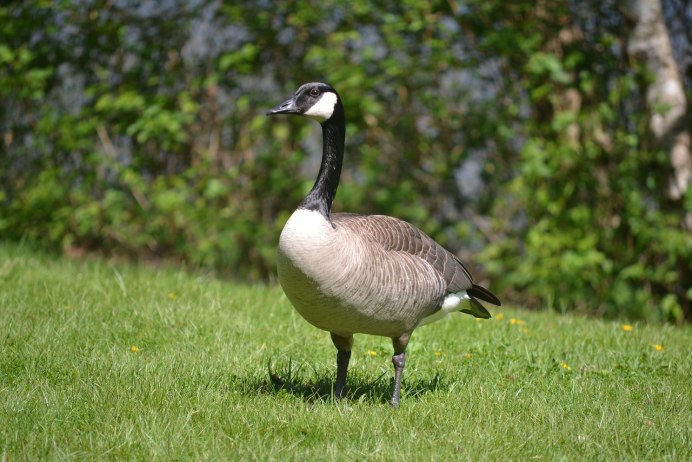 Goose stock photo