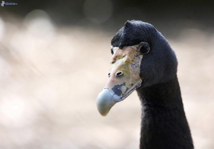 Полулапчатые гуси Anseranatidae