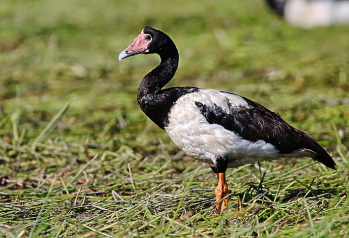 Полулапчатые гуси Anseranatidae