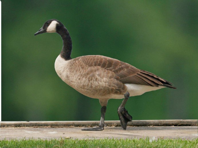Канадская казарка Branta canadensis