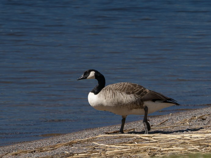 The Emperor Goose (Anser canagicus),