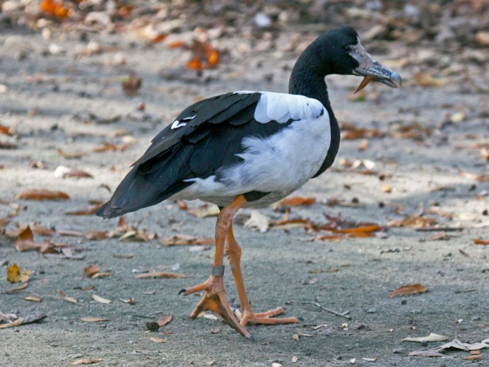Сорока Гусь (Anseranas semipalmata)