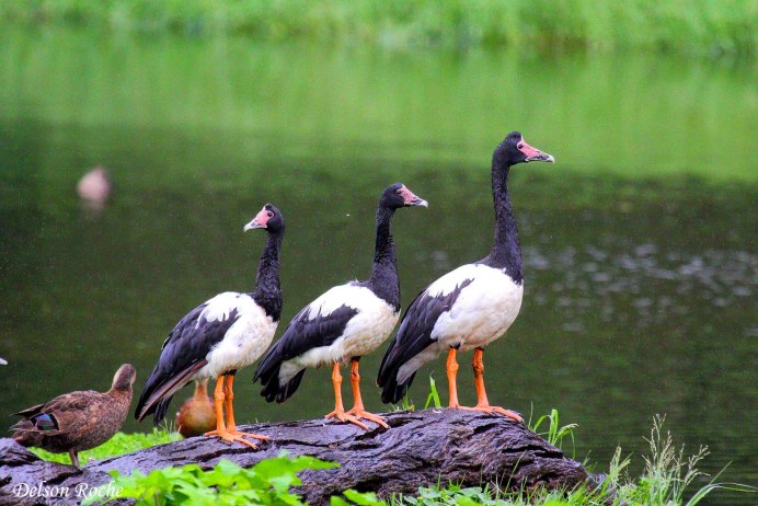 Полулапчатые гуси Anseranatidae