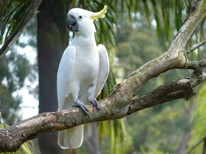 Гологлазый Какаду (Cacatua sanguinea)