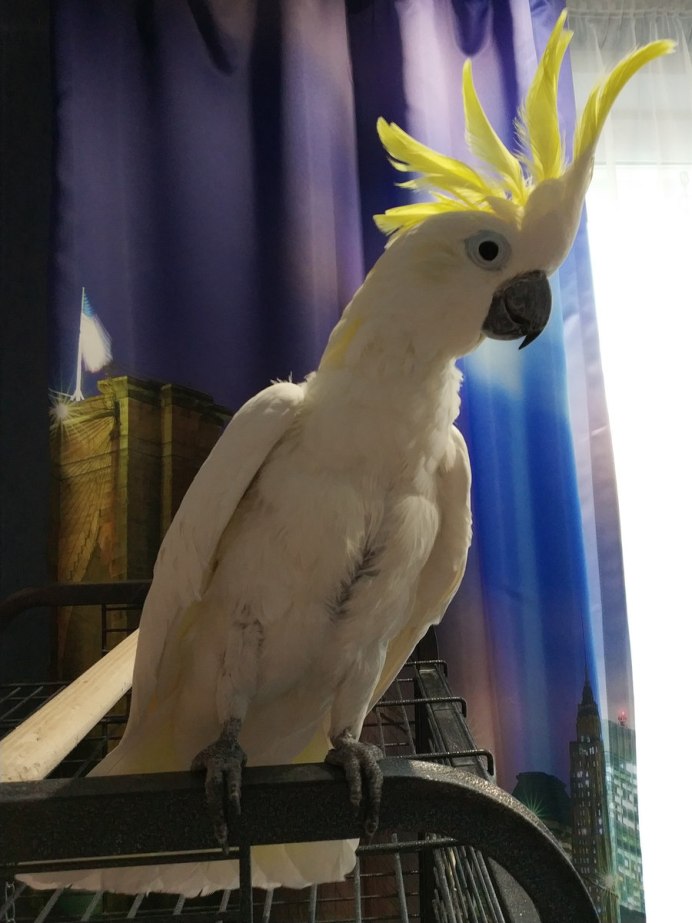 Малый желтохохлый Какаду – Cacatua sulphurea