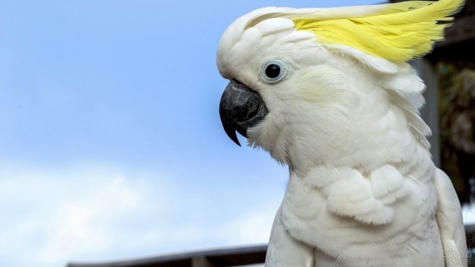 Sulphur Crested Cockatoo
