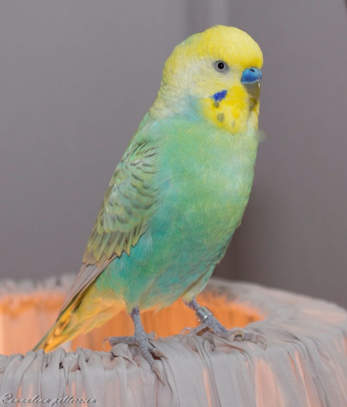 Rainbow Lorikeet попугай