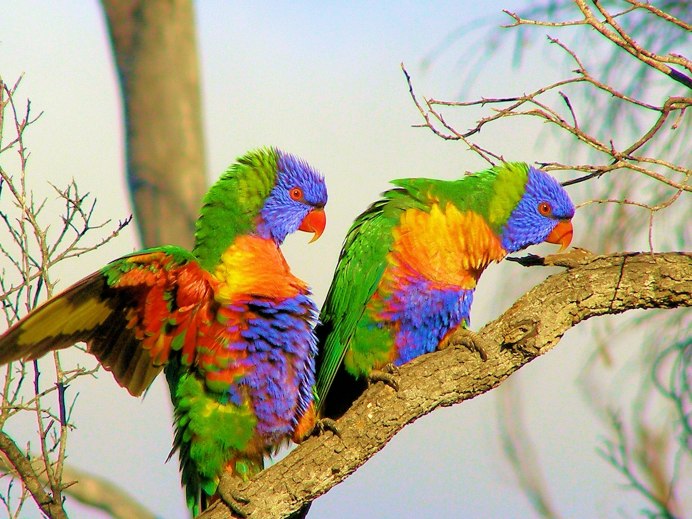 Лорикет попугай