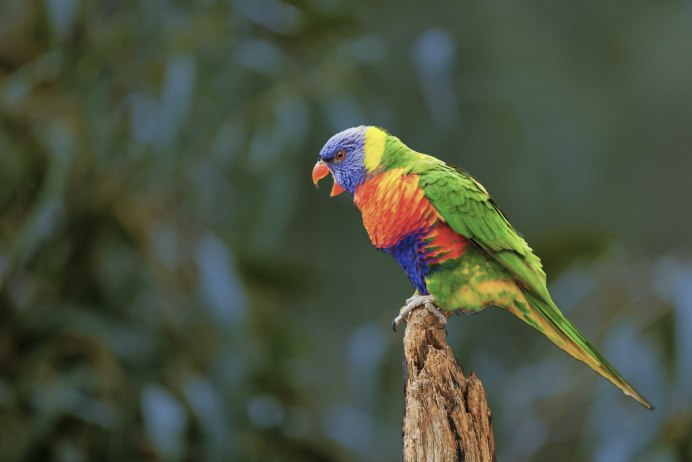 Красный попугай Lorikeet