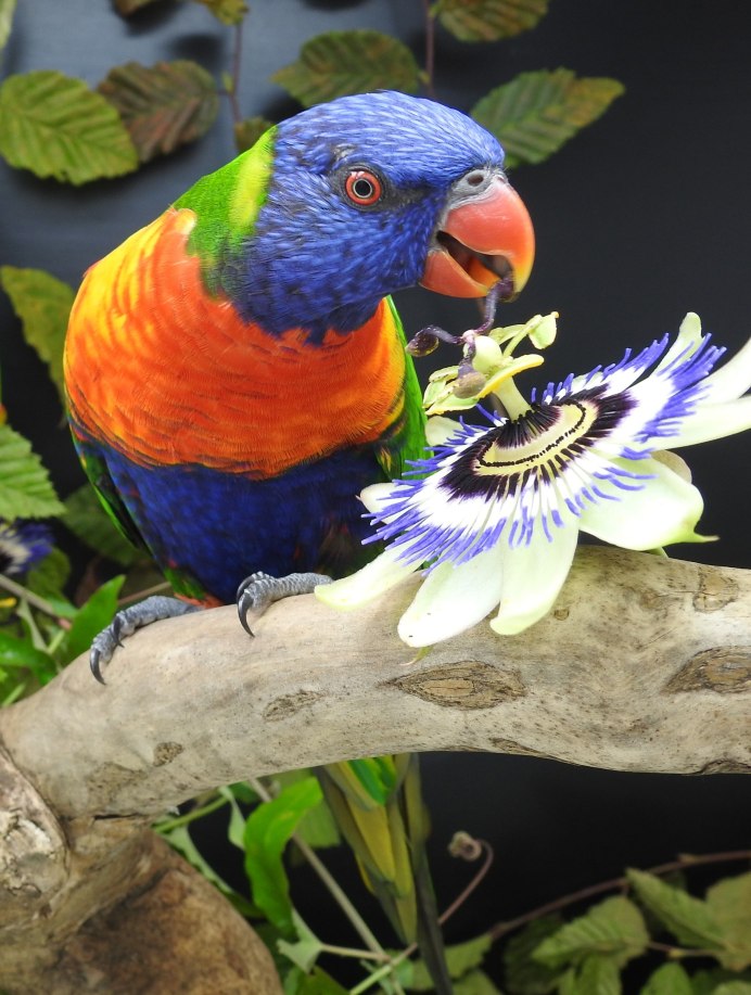 Мускусный лорикет