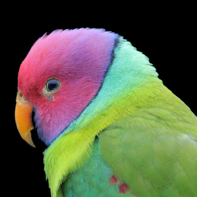 Волнистый попугайчик Радужный опалин