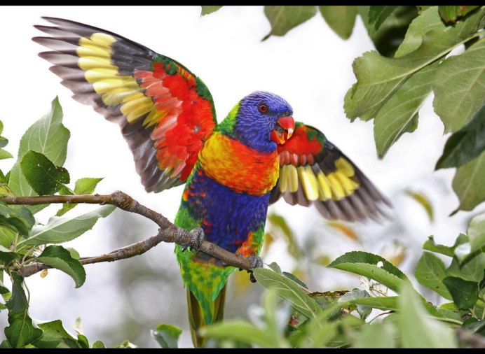 Лорикет попугай голубой