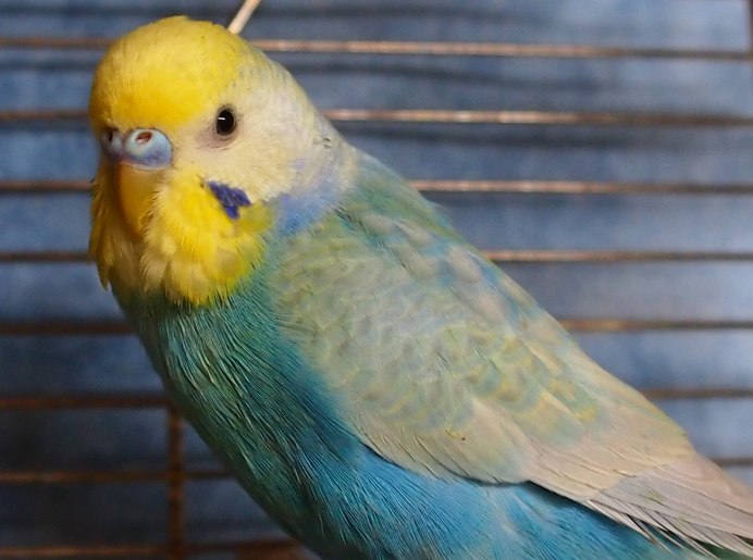 Лорикет Королевский попугай