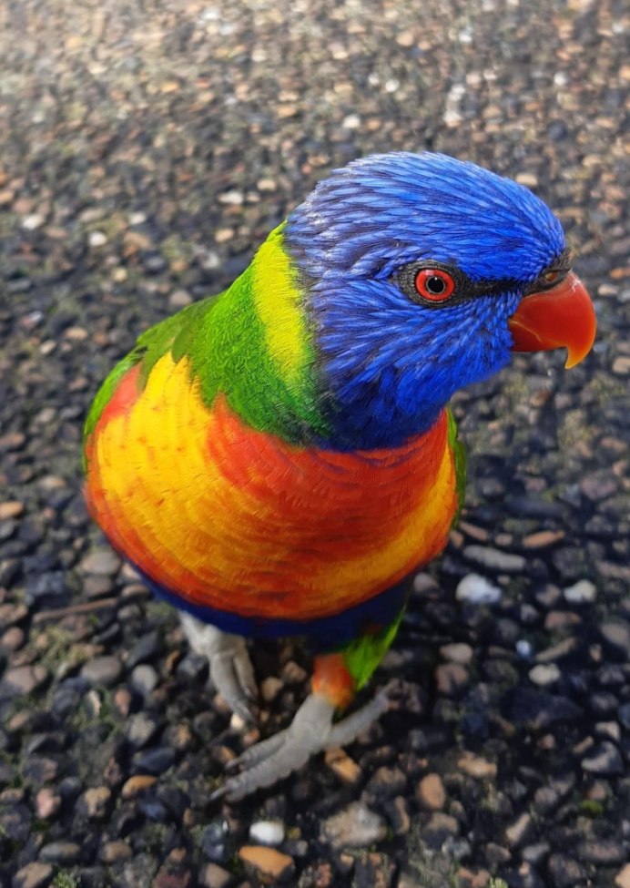 Попугай Радужный лорикет