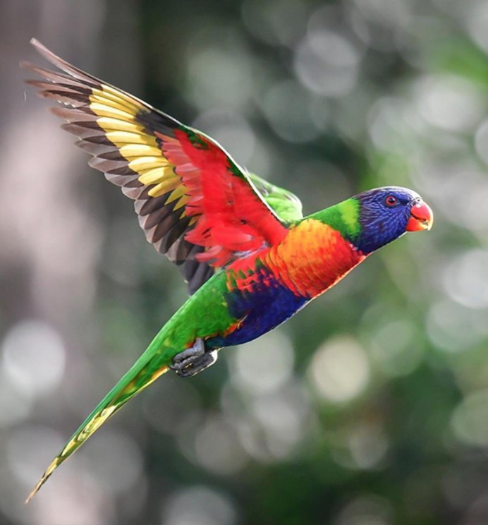 Лорикет попугай