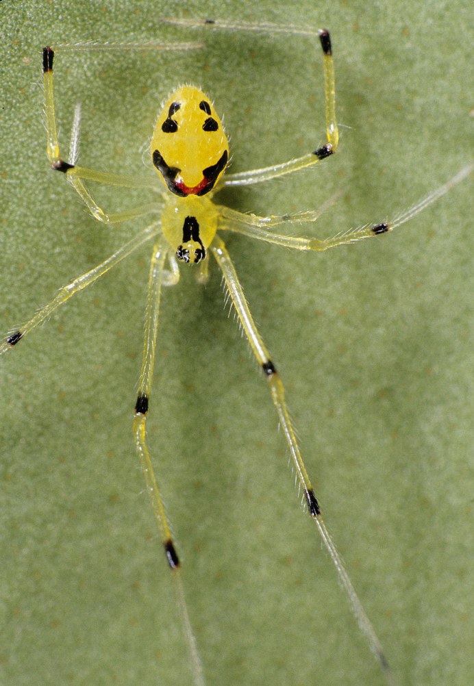 Araneus Quadratus Луговой крестовик