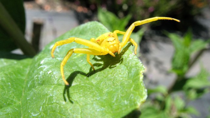 Самец паука Ebrechtella tricuspidata