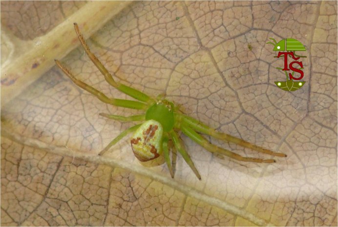 Ebrechtella tricuspidata