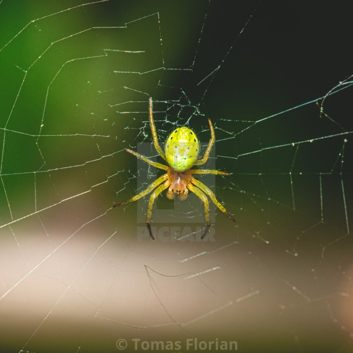 Argiope trifasciata (Banded Garden Spider) паук