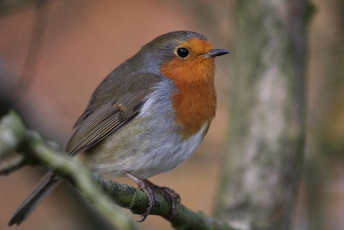 Кобчик самец