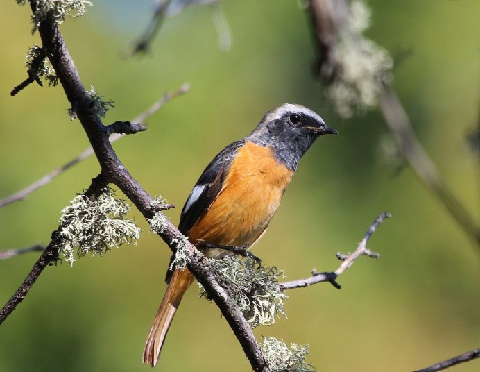Merula Alba птица